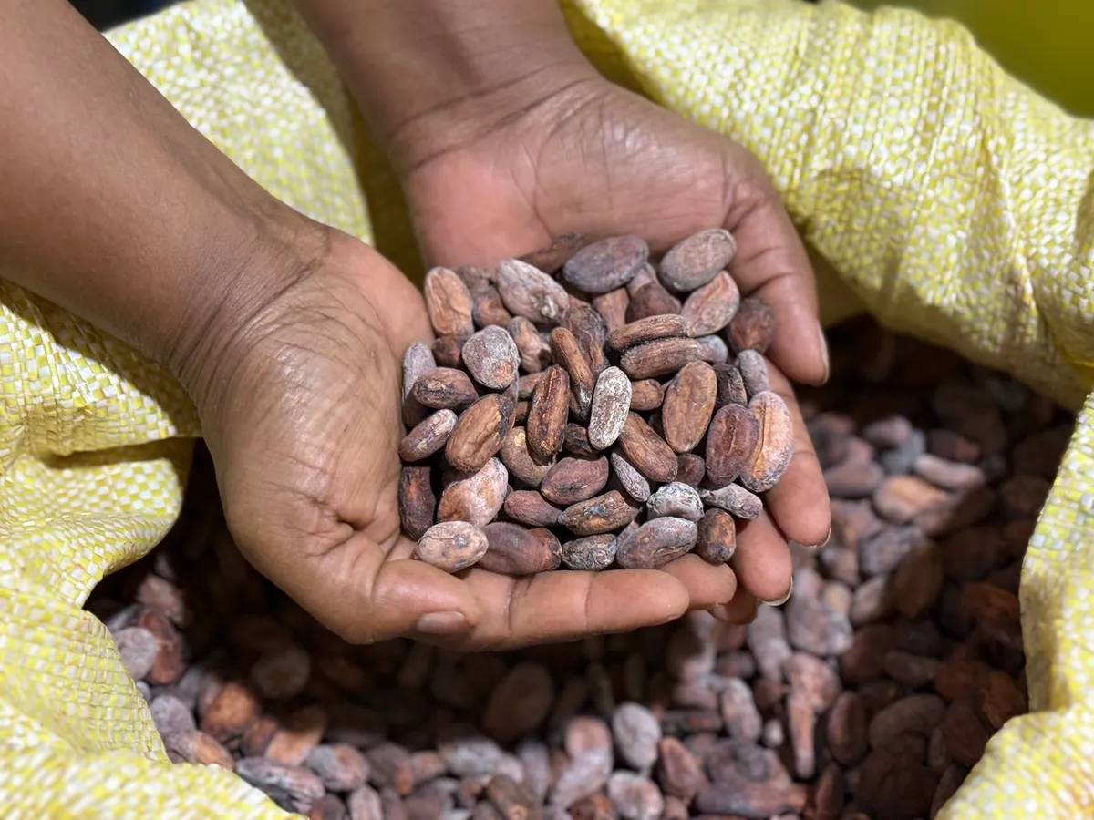 セイロンカカオ輸出事業